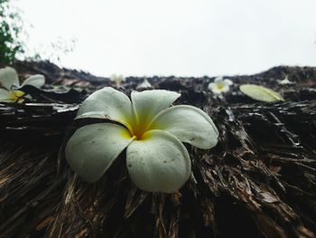 Close-up of flower growing on plant