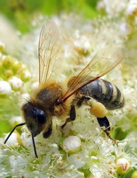 Close-up of honey bee on flower