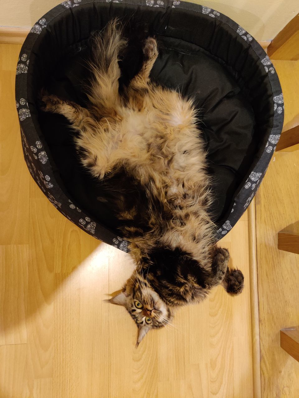 HIGH ANGLE VIEW OF A CAT SLEEPING ON HARDWOOD FLOOR