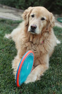 Close-up portrait of dog on grass