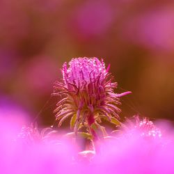 Close-up of pink flowering plant