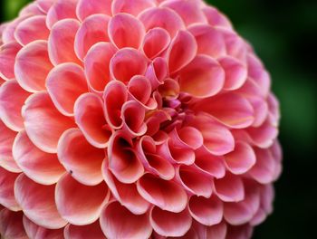 Close-up of pink dahlia