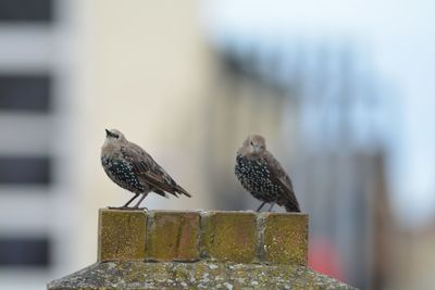 Close-up of bird perching outdoors