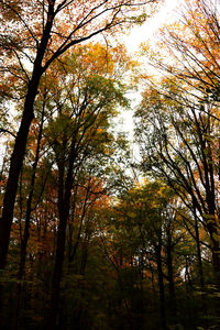 Low angle view of trees in forest