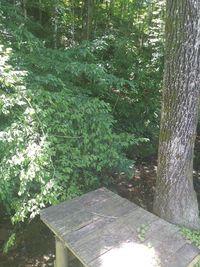 View of trees in the forest