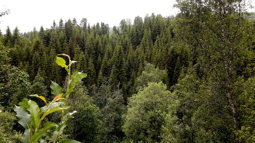 Plants growing on land against sky