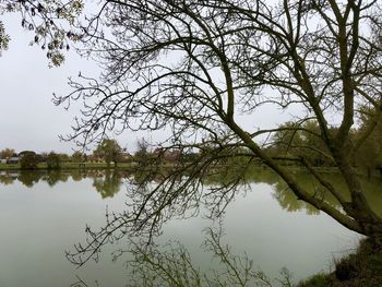 Reflection of tree in lake against sky