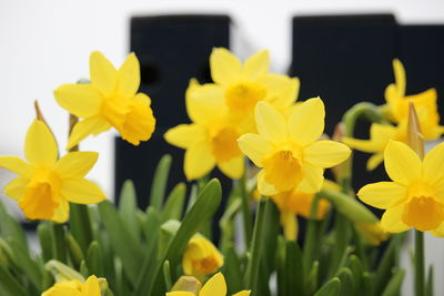 Close-up of yellow flowers blooming outdoors