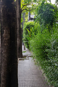 Footpath amidst trees and plants in park