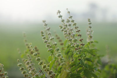 Close-up of fresh green plant