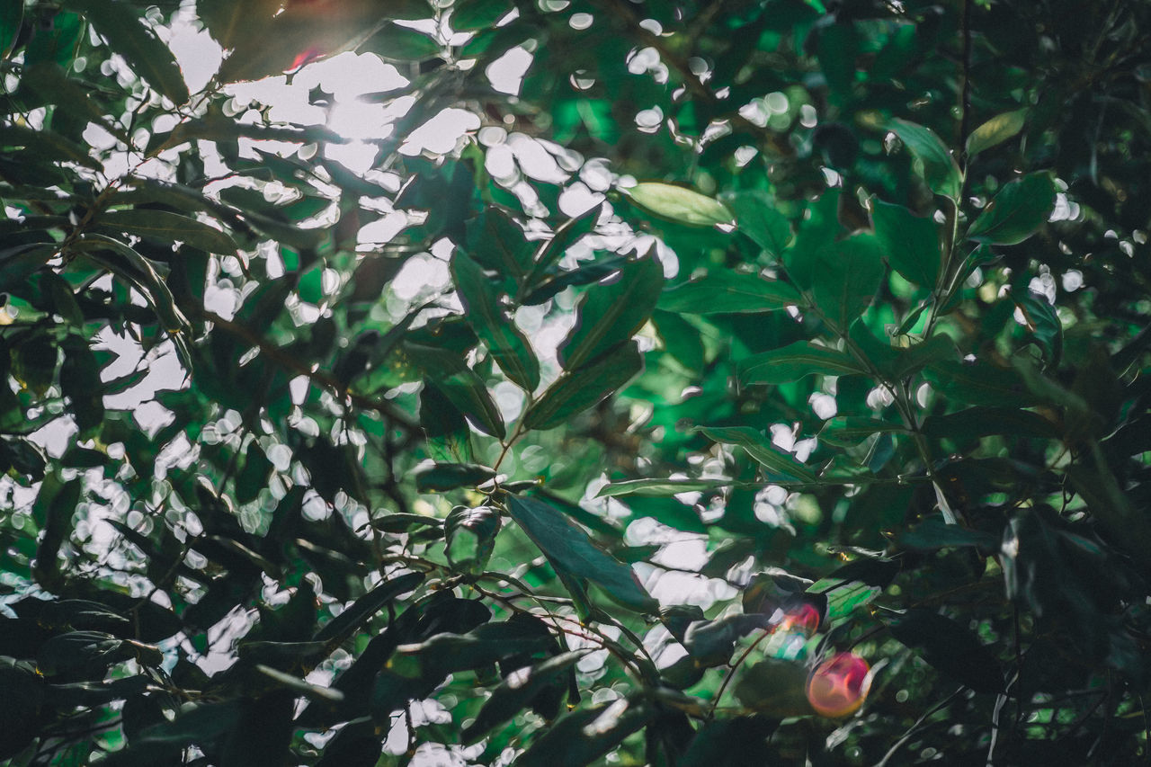 LOW ANGLE VIEW OF TREE BRANCH