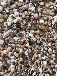 Tiny seashells at the beach in sanya, china