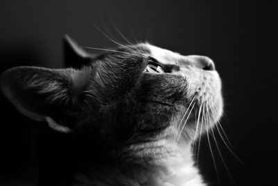 Close-up of cat against black background