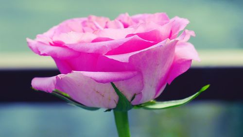 Close-up of pink rose