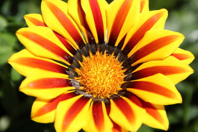 Macro shot of yellow flower