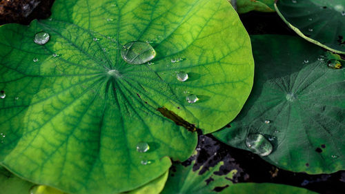 Close-up of water drops on leaf