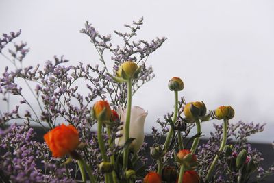Low angle view of flowers blooming against sky