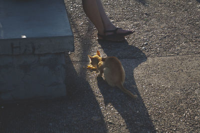 View of squirrel eating