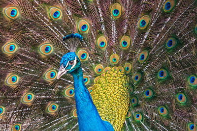 Full frame shot of peacock