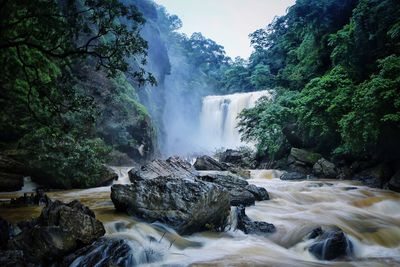 Scenic view of waterfall in forest