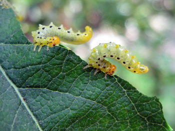 Close-up of insect on plant