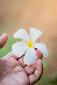 Close-up of hand holding twig