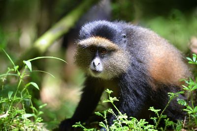 Close-up of a monkey