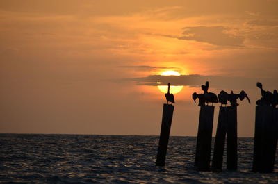 Silhouette of birds in sea