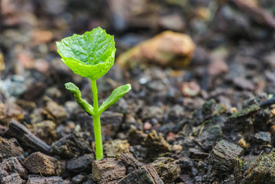 Close-up of small plant growing on field