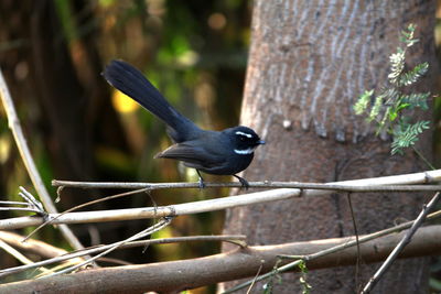 Close-up of bird perching on branch
