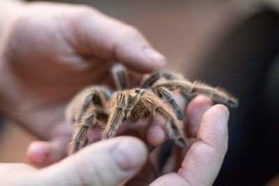 Tarantula in human hands