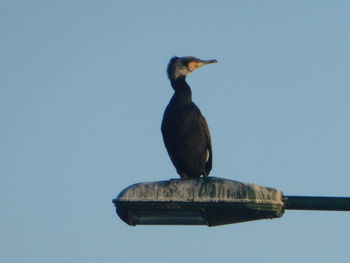 Low angle view of bird perching against clear sky