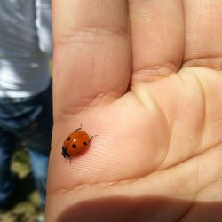 Close-up of ladybug