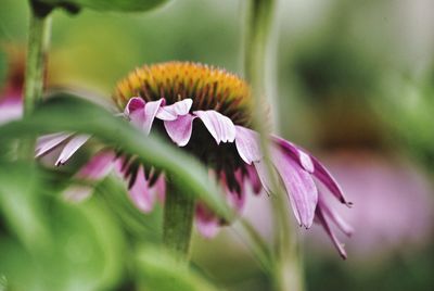 Close-up of pink flowers