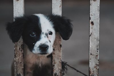 Close-up portrait of dog peeking through fence