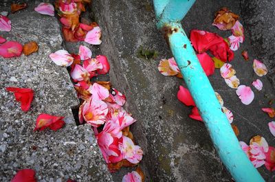 High angle view of pink petals on street