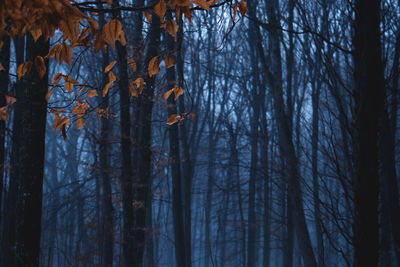 Bare trees in forest during autumn