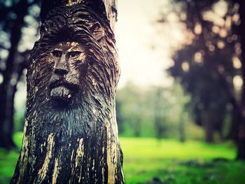 Close-up of tree trunk in forest