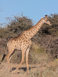 animal