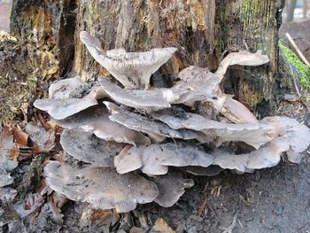 Close-up of mushrooms growing on tree trunk in forest