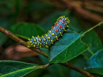 Close-up of caterpillar on plant