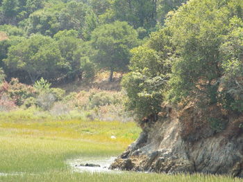 Scenic view of waterfall in forest
