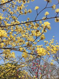 Low angle view of flowers blooming on tree