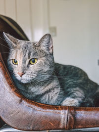 Close-up of a cat looking away