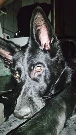 Close-up portrait of dog