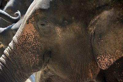 Close-up of elephant