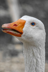 Close-up of a goose