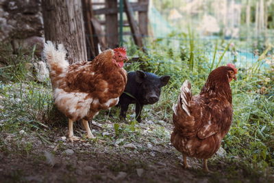 Pig with hens on field