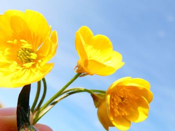 Close-up of yellow flowering plant against sky