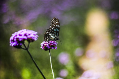 Close-up of butterfly pollinating on purple flower